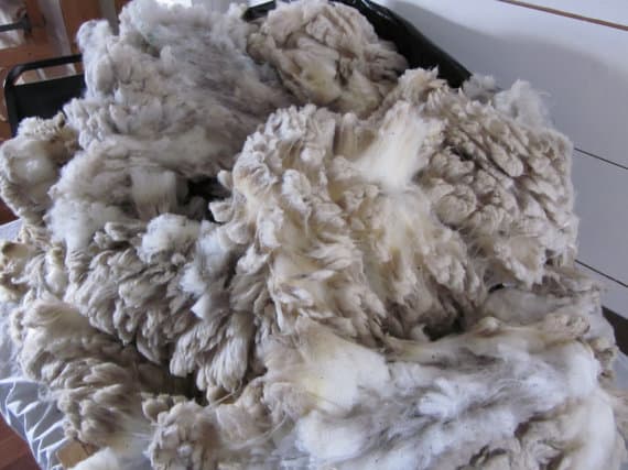Raw Unwashed Sheep Wool